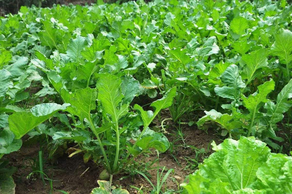 种植萝卜的正确方法和步骤幼儿园,种植萝卜小妙招100种