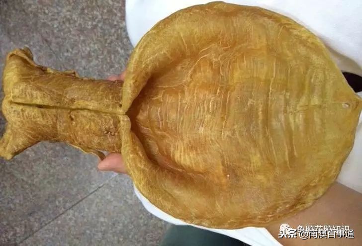 涨知识!鱼胶种类大全,不看亏大了!