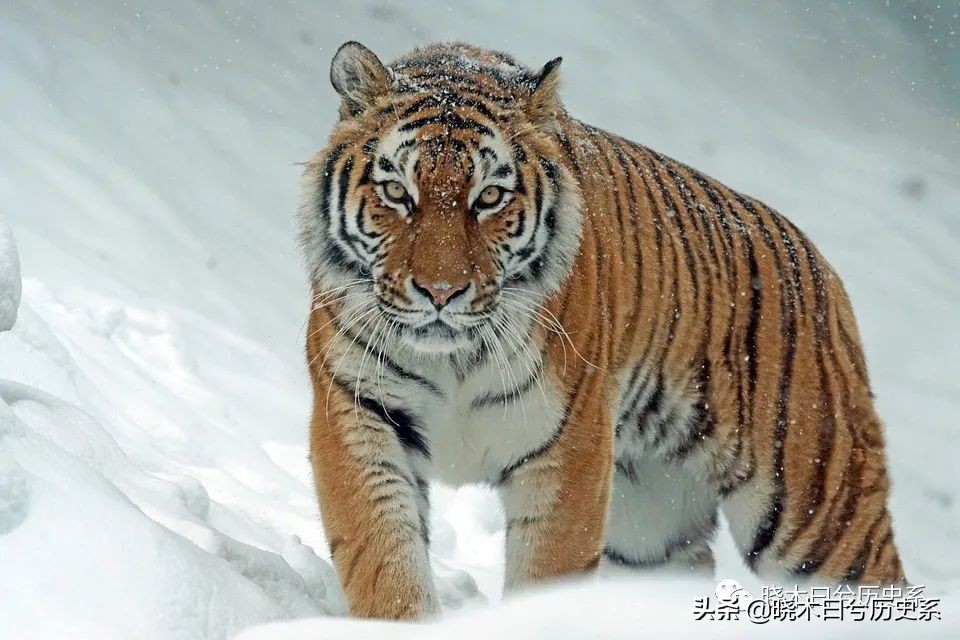 死屋西伯利亚流放制度