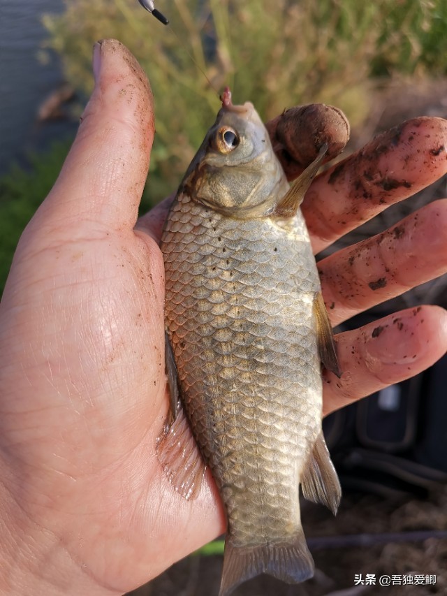 为什么大板鲫吃口很轻,大板鲫一般多少度吃口