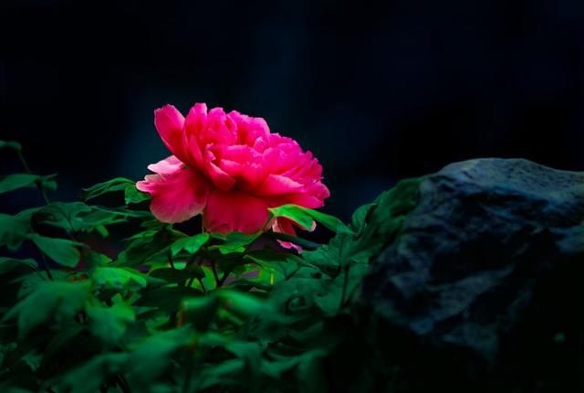 洛阳牡丹花摄影,中国牡丹花开摄影