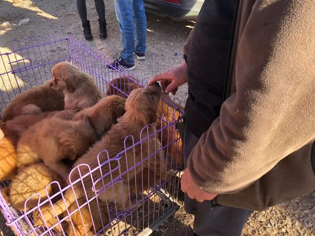 2000块从狗贩子买的金毛,出售金毛1000元