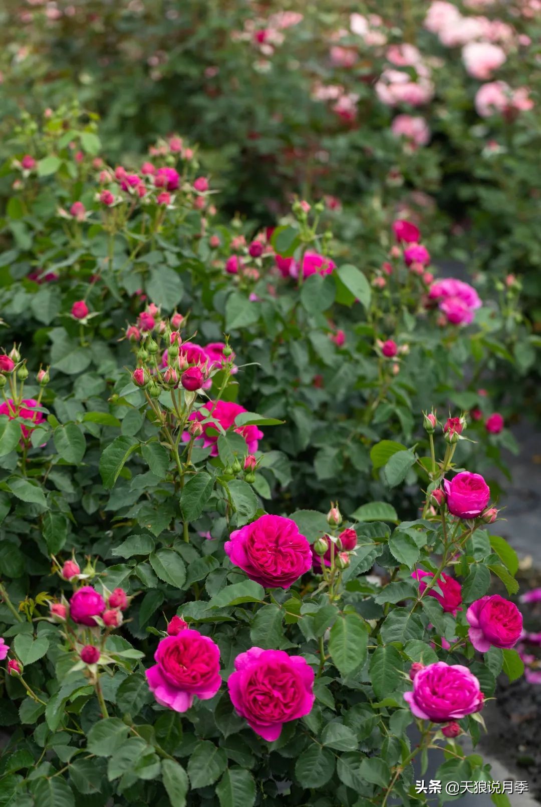 2022年天狼月季新品,月季天狼新品曝光