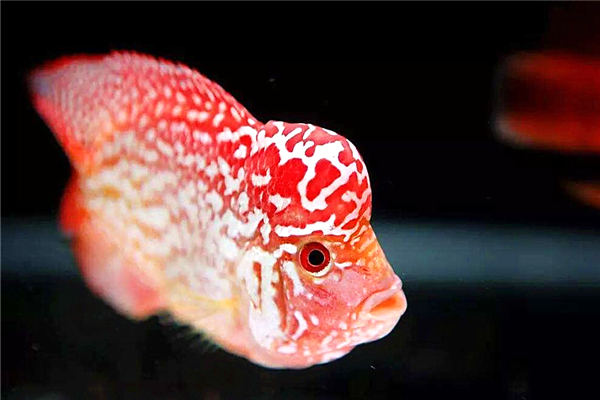 罗汉鱼为什么肚子鼓鼓的,罗汉鱼腹胀粪便散怎么回事