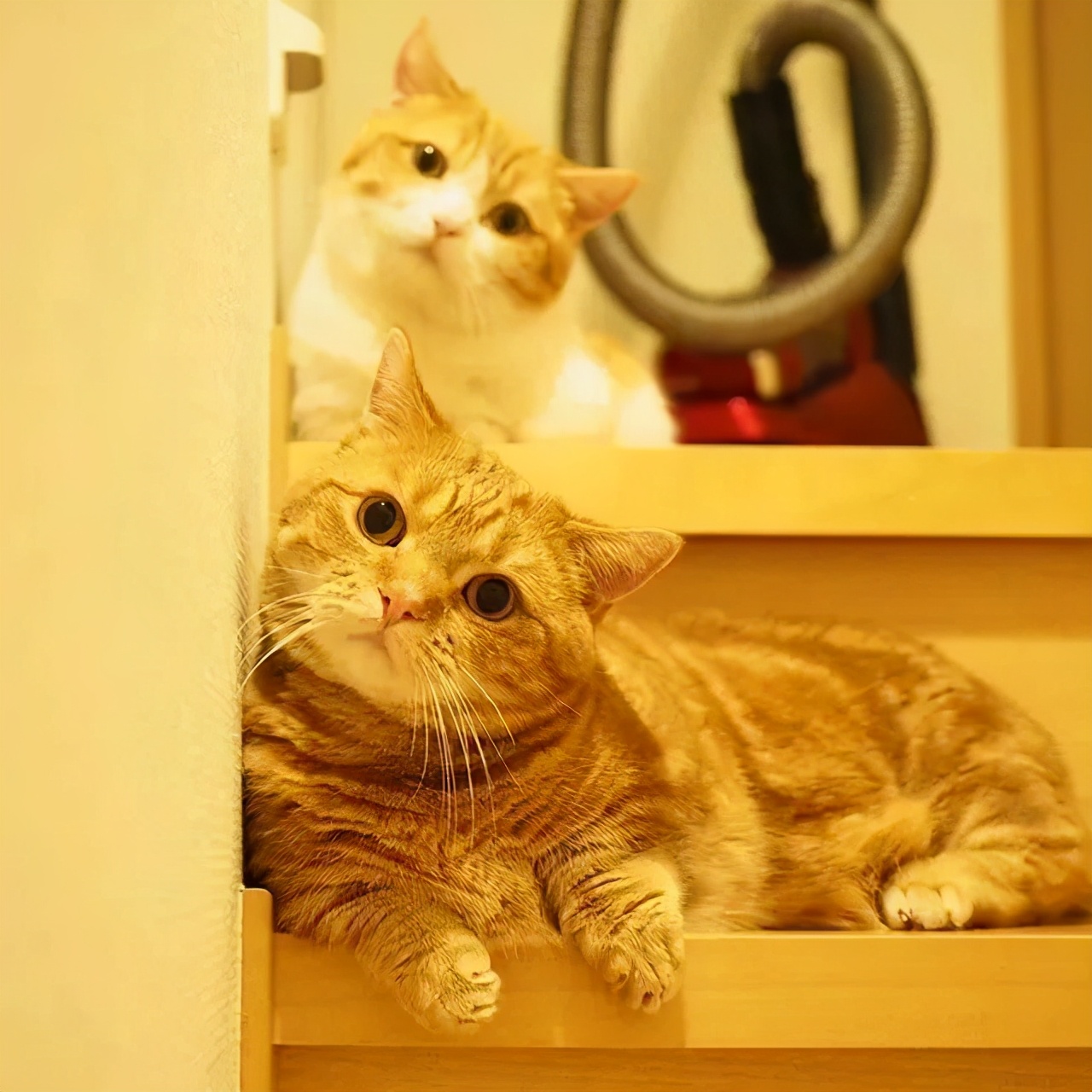 爱唱歌的小猫咪,爱唱歌的可爱猫咪