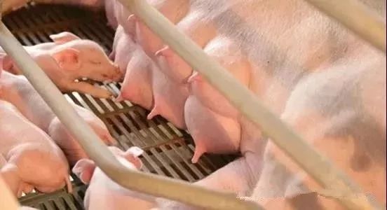 母猪少乳用什么方法,母猪奶水少小猪吃不饱怎么办