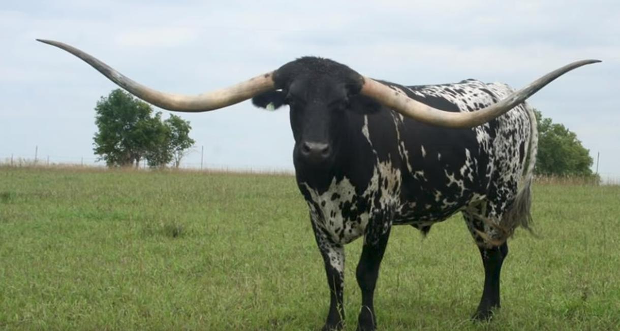 给牛身上开洞,牛身上的洞是怎样开的