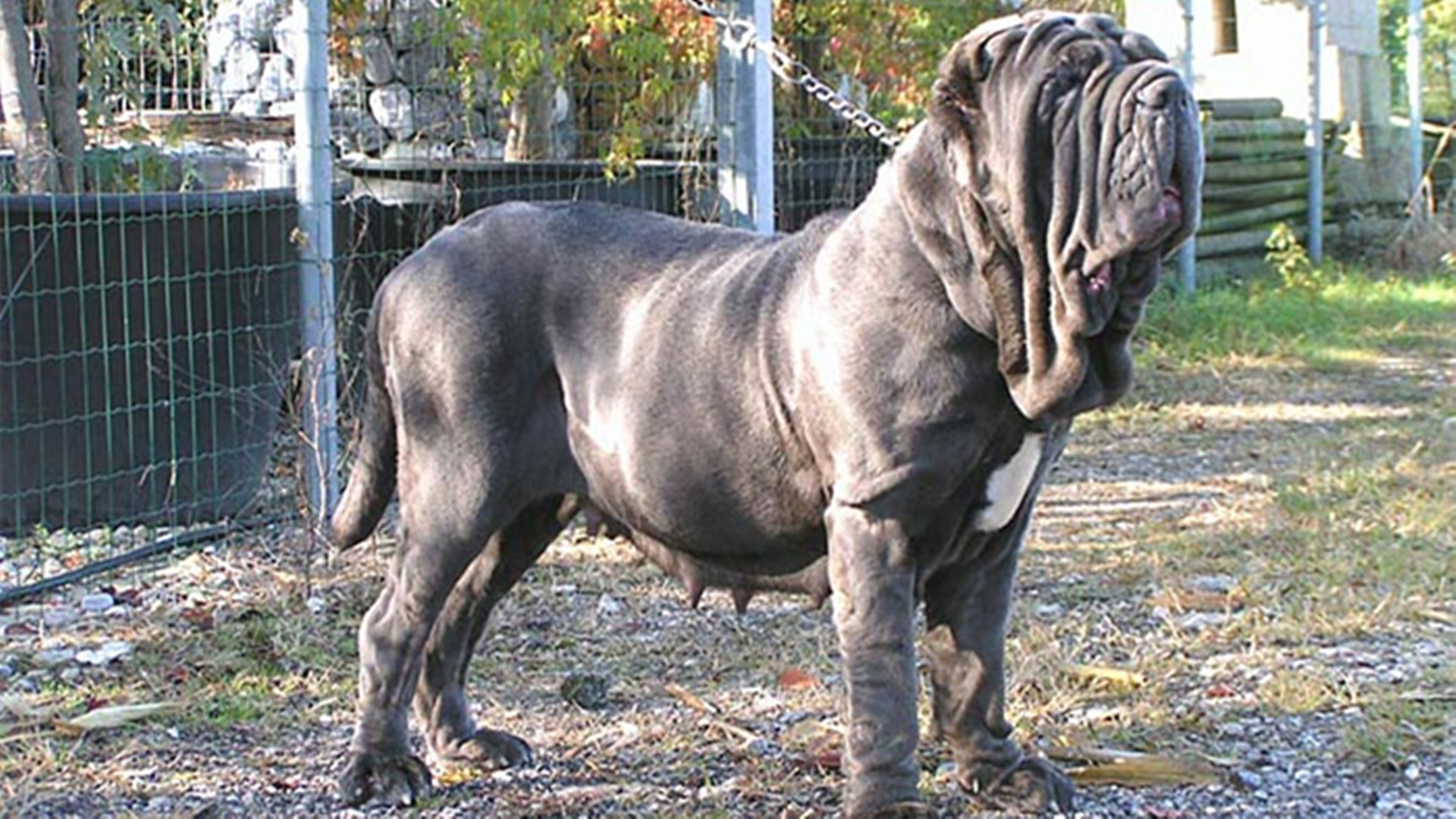 俗称杀人犬是什么犬,纽波利顿犬危险吗