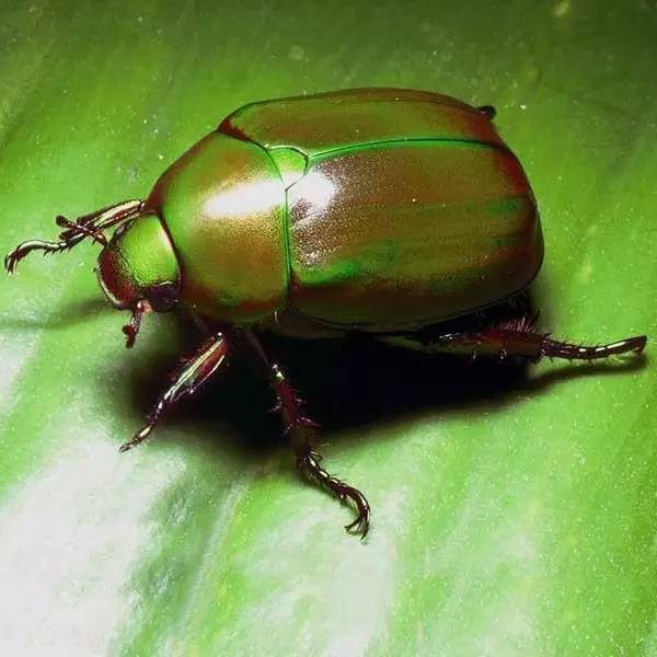 杀虫剂如何防治病虫害,金叶榆树虫害用什么杀虫剂防治好