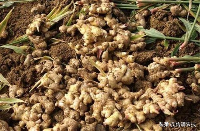 生姜种植有哪些病虫害怎么防治,张新华生姜病虫害防治技术