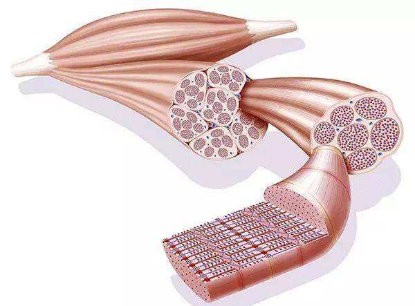 骨骼肌收缩全过程讲解,骨骼肌以什么形式收缩