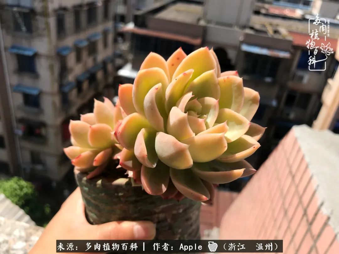 多肉成长记观察记录怎么写,多肉成长记录观察展板