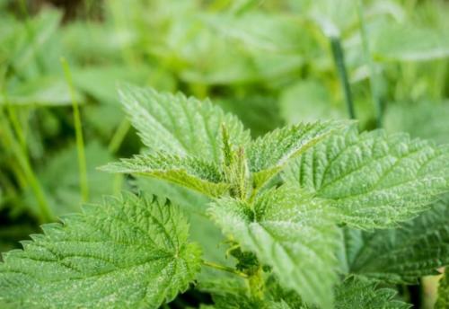 头顶出油发尾干燥怎么办,头发头顶油发梢干怎么办