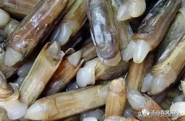 蛤蜊牡蛎蚬子,蛤蜊蚬子蛏子区别