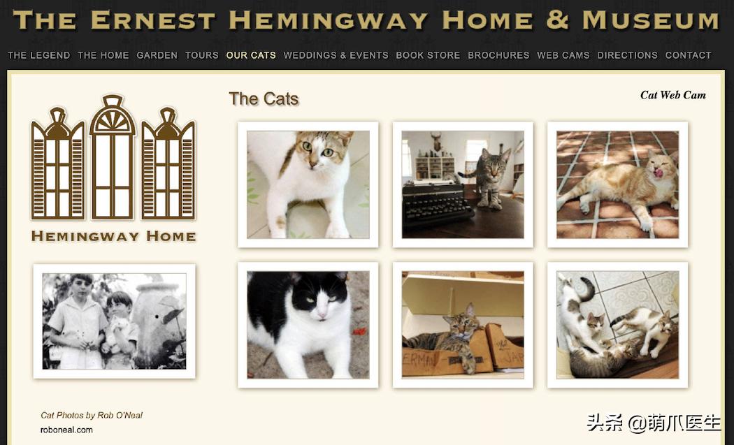 给猫剪指甲指甲劈开了有没有事了,给猫猫剪指甲失误