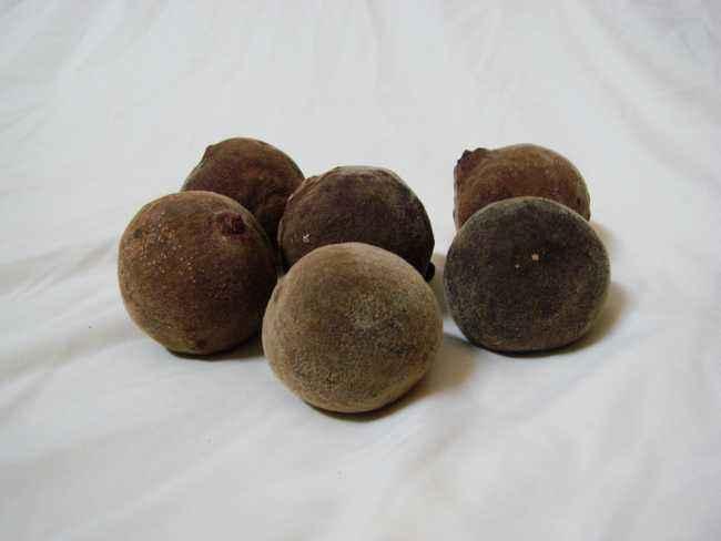 北方人参南方药食同源食材,南方人参之称的药材