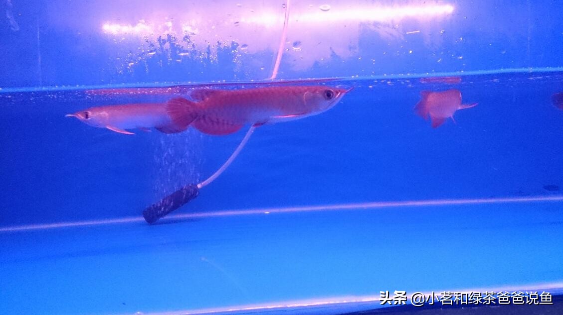 怎样才能养好龙鱼,龙鱼的饲养方法新买龙鱼怎样养