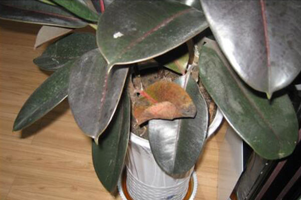 橡皮树叶子发黄怎么办,橡皮树叶子发红发黄怎么办