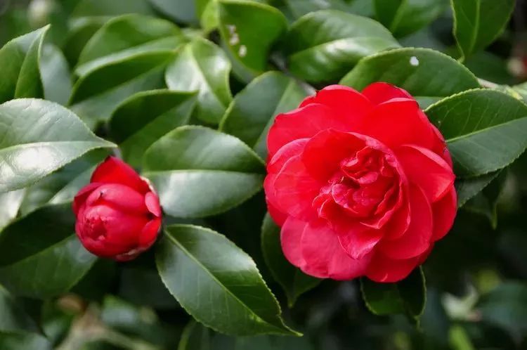 花突然蔫了?你家装修污染可能出问题了!