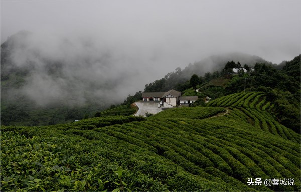 中国的贡茶是什么,最早关于茶的文献记载