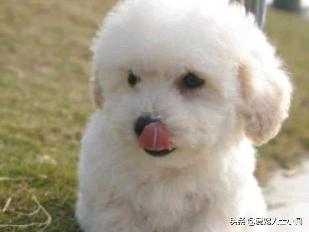 给狗狗打疫苗教学视频防咬,给狗狗打疫苗的正确方法