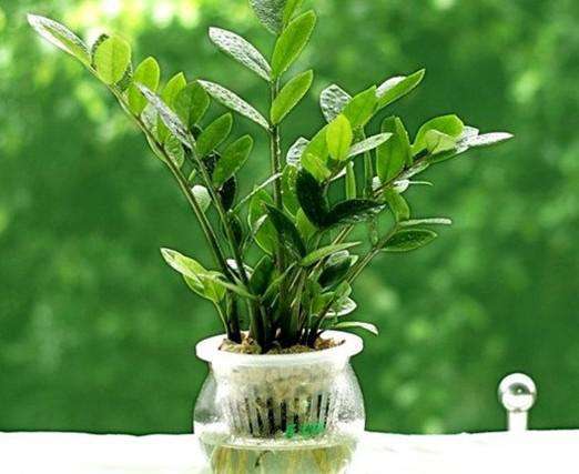 什么绿植去甲醛效果最好,什么绿植去除甲醛效果最好不怕晒