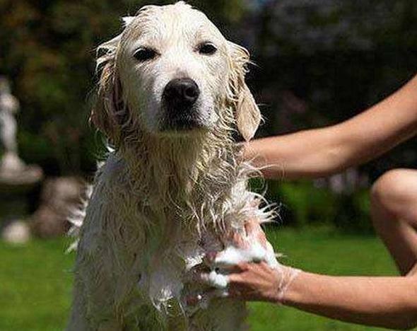 狗狗换毛季秃了,狗狗换毛期身上长斑怎么回事