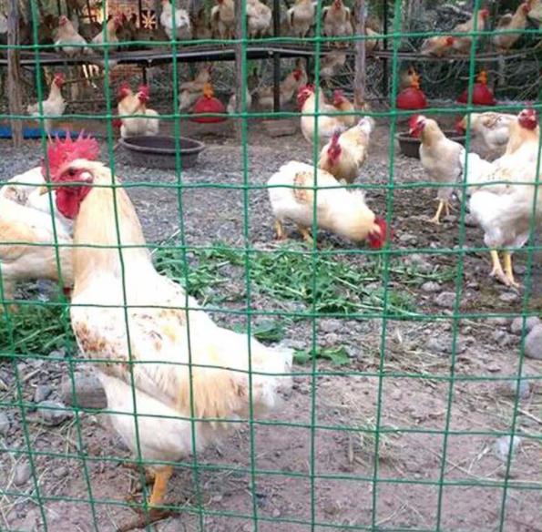 果园养鸡围栏网最便宜最好最实用,养鸡用什么围栏合适