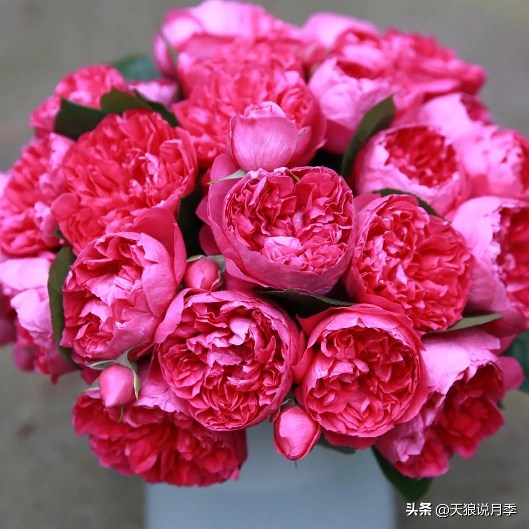 四月最浪漫的蔷薇花,最浪漫的四月花