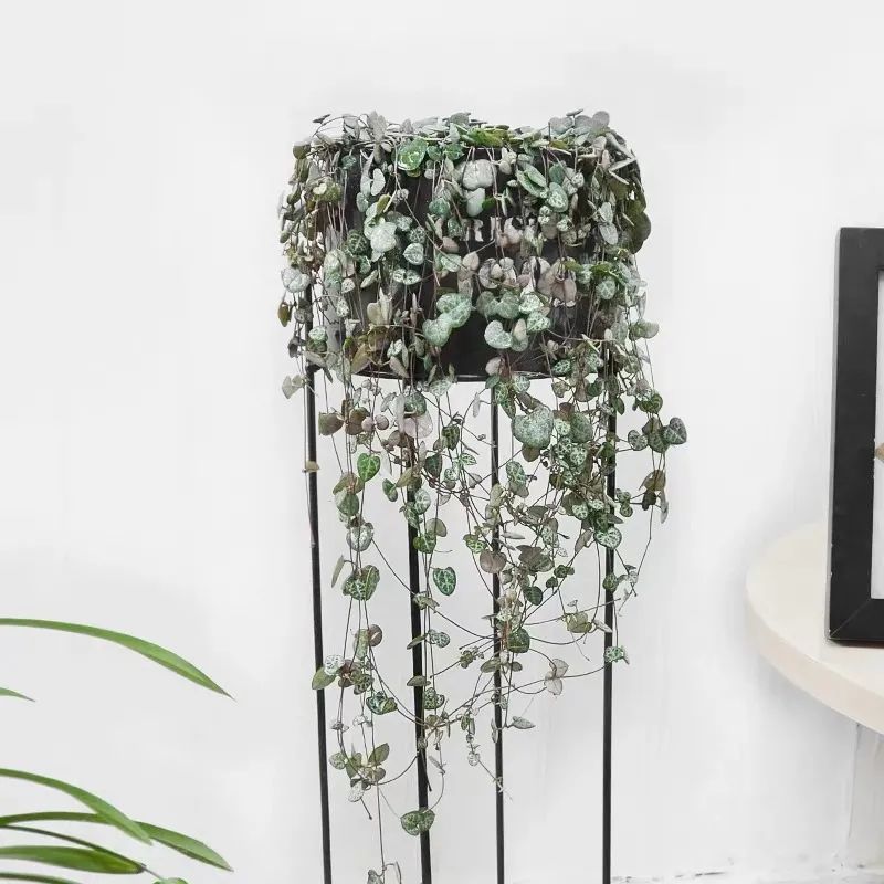 家里养盆爱之蔓，满盆都是小爱心，唯美又浪漫，好看又好养