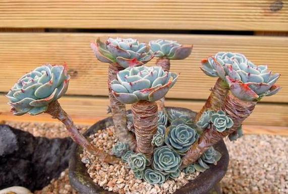 一棵多肉变老桩的整个过程，只需1年，就能养成