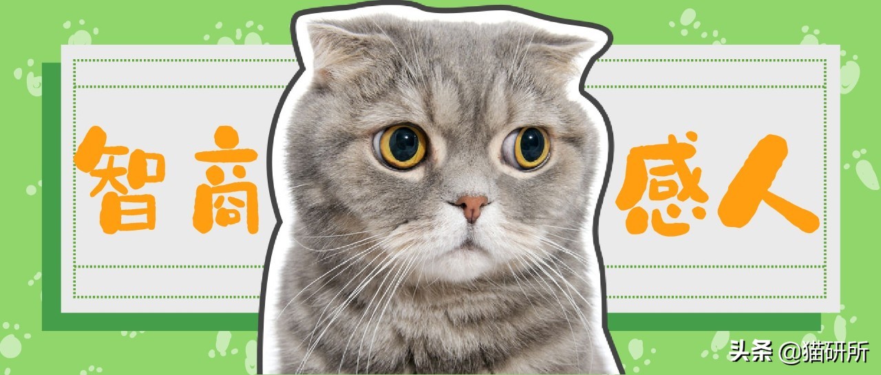 猫比狗聪明吗知乎,猫比狗诚实吗