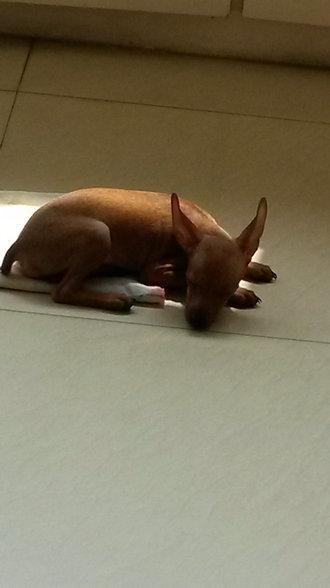 伸舌头的小鹿犬,爱洗澡的小鹿犬