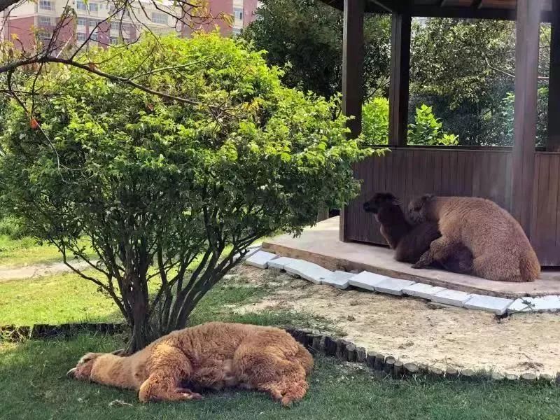 又到一年预审时，四大人最喜欢出差的城市是……