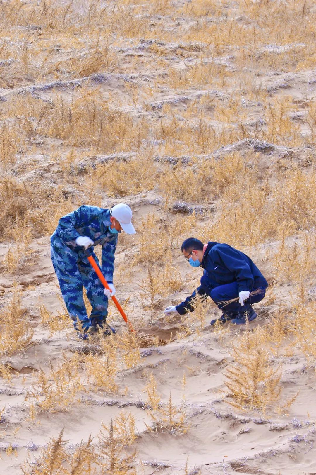 中国植树造林成果国外有什么看法,植树造林改造沙漠