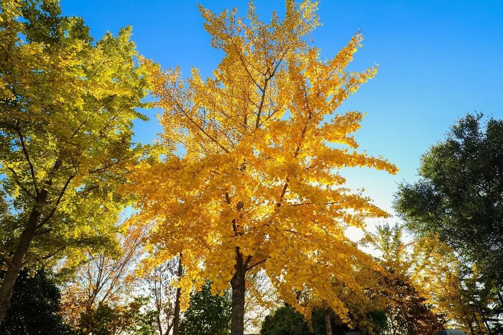 一路遐思入初冬，美好如约而至——张裕卡斯特酒庄