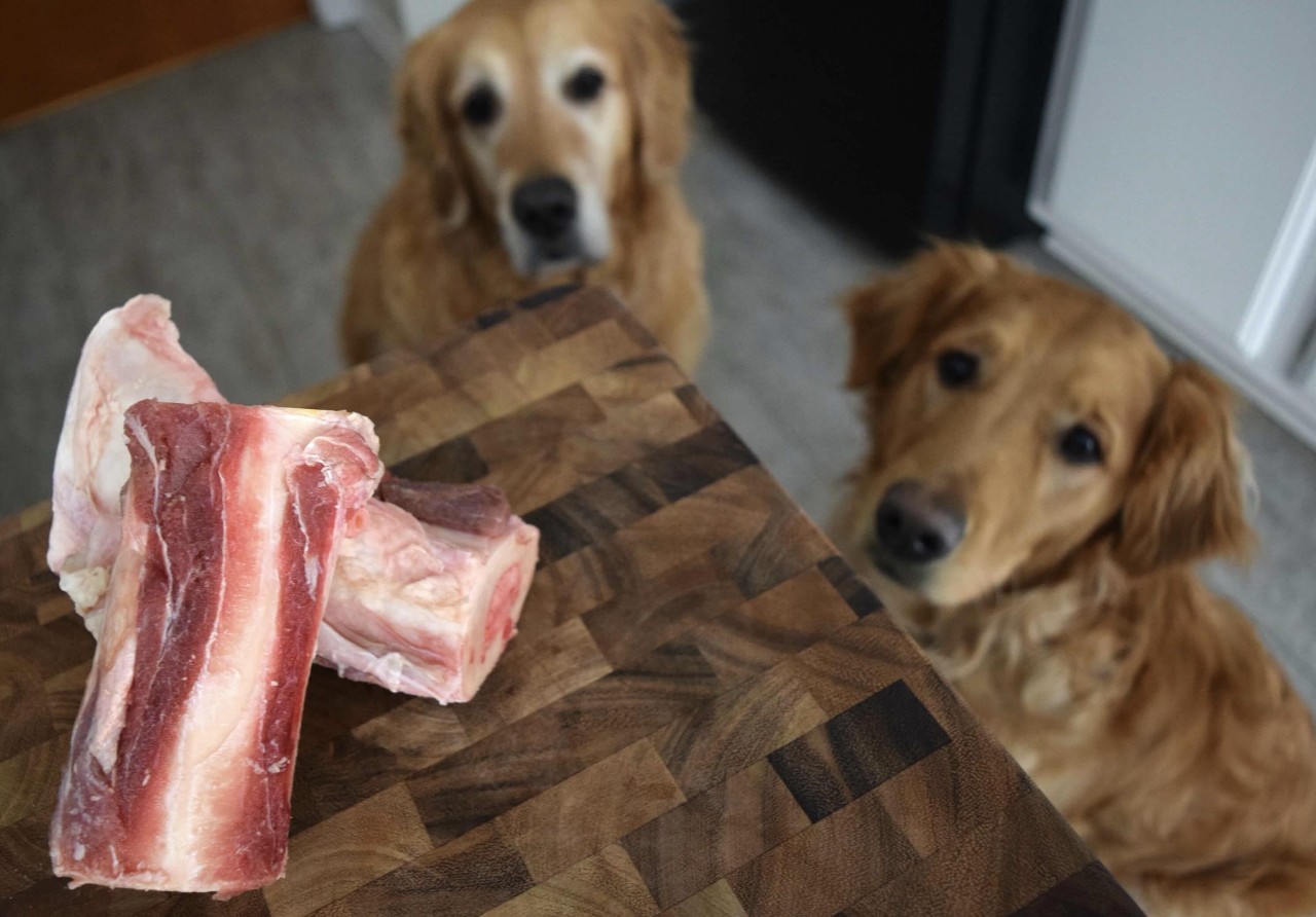 狗狗一旦尝到血，必须马上杀掉？