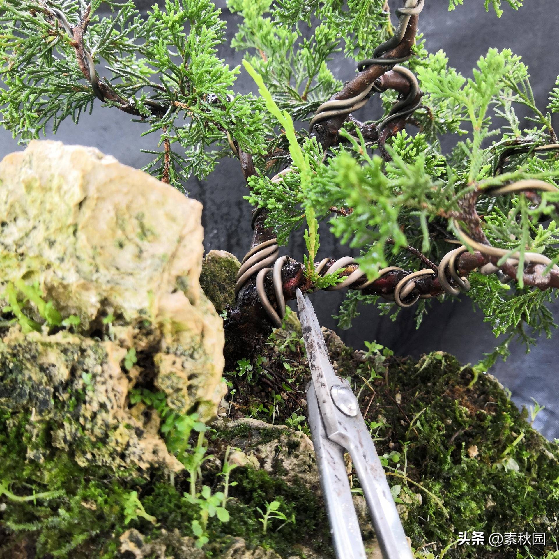 关于系鱼川真柏苗与铝线在石头上发生的那些事儿