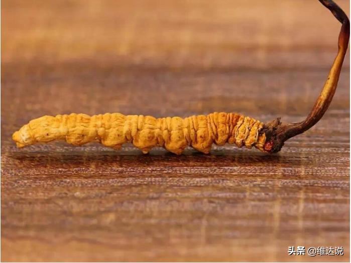 冬虫夏草是不是中医瑰宝,冬虫夏草的中医记载