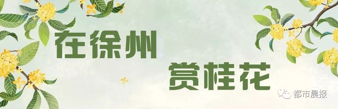 秋意渐浓桂花香气四溢,桂花已开秋意渐浓去哪儿赏桂