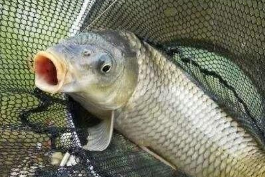 天气冷了为什么鱼不咬钩,天气冷了鱼不咬钩