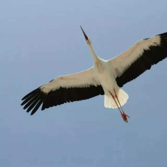 路边发现测速仪,野外发现一只老鹰