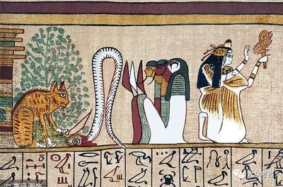 美国的一只猫被抓走,美国短毛猫被摔死