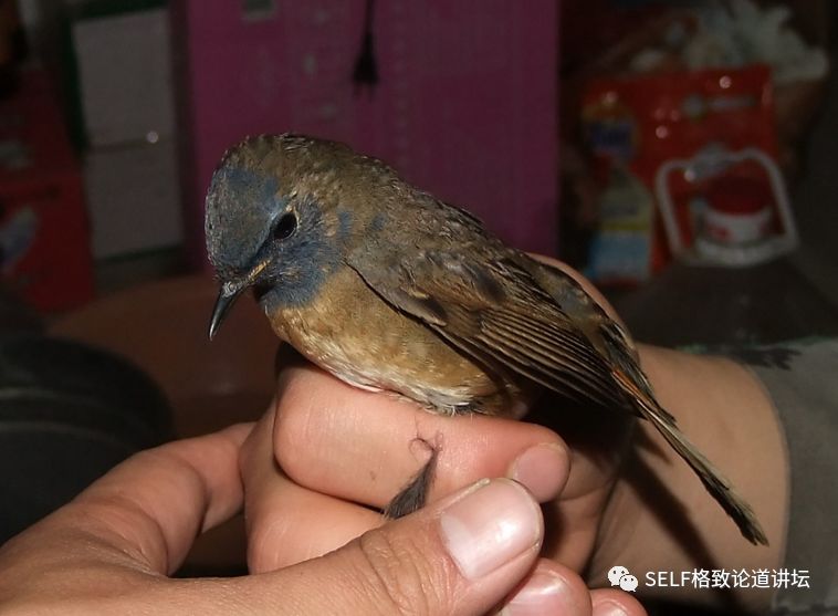 科学家如何观察植物,鸟类的研究方法