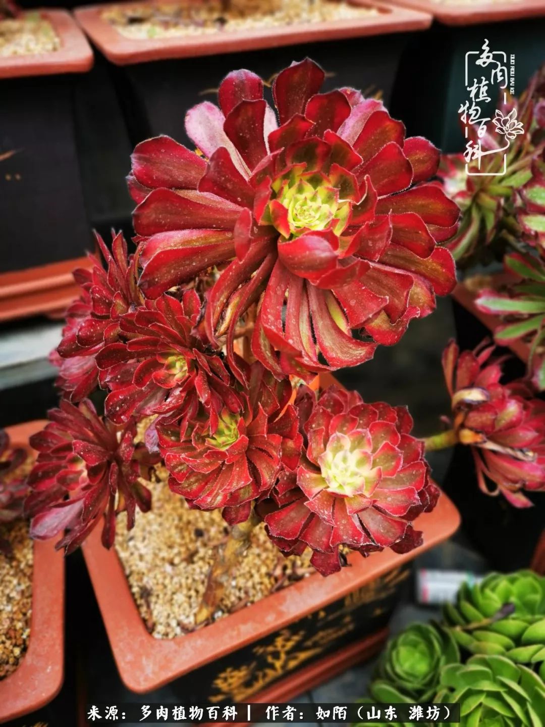 凤凰涅槃,浴火重生!多肉法师圣斗士们的秋天!(附养护经验)