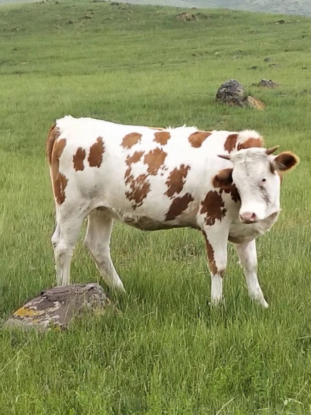牛肚胀拉稀怎么快速解决,牛肚胀吃小苏打可以吗