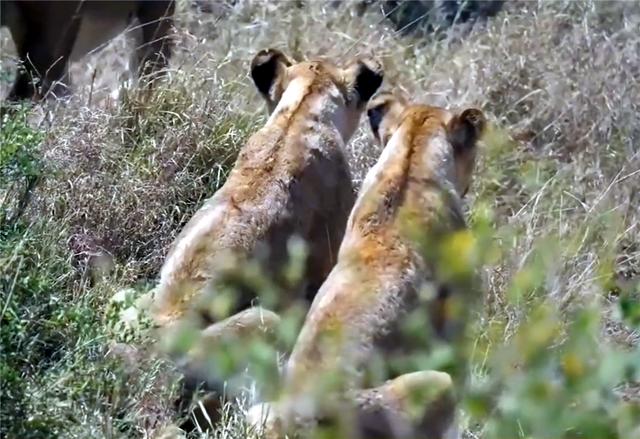 母狮抓住小斑马老斑马见死不救,母狮独自将斑马赶进狮群包围圈