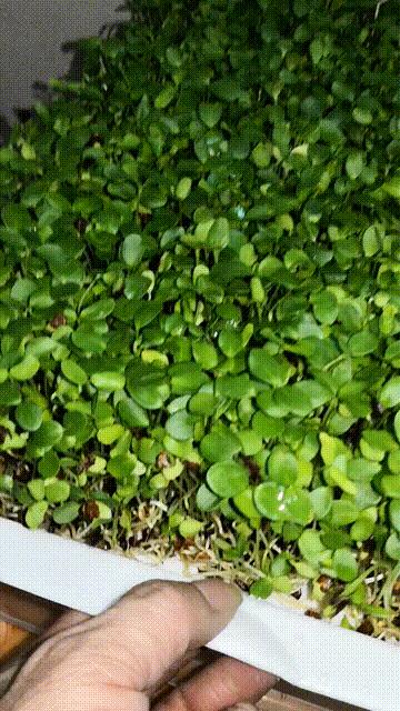 如何种香椿苗芽苗菜,临沂香椿无土栽培芽苗菜基地