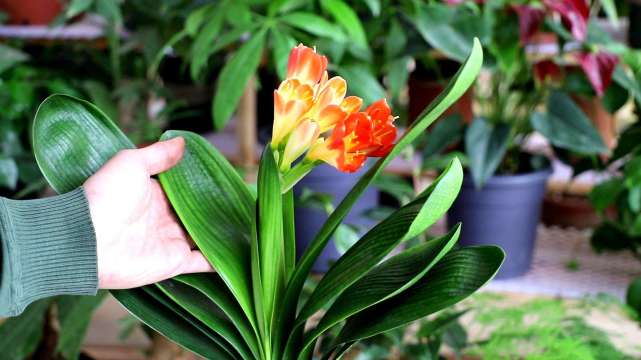 喜欢养君子兰的男人,家庭养君子兰