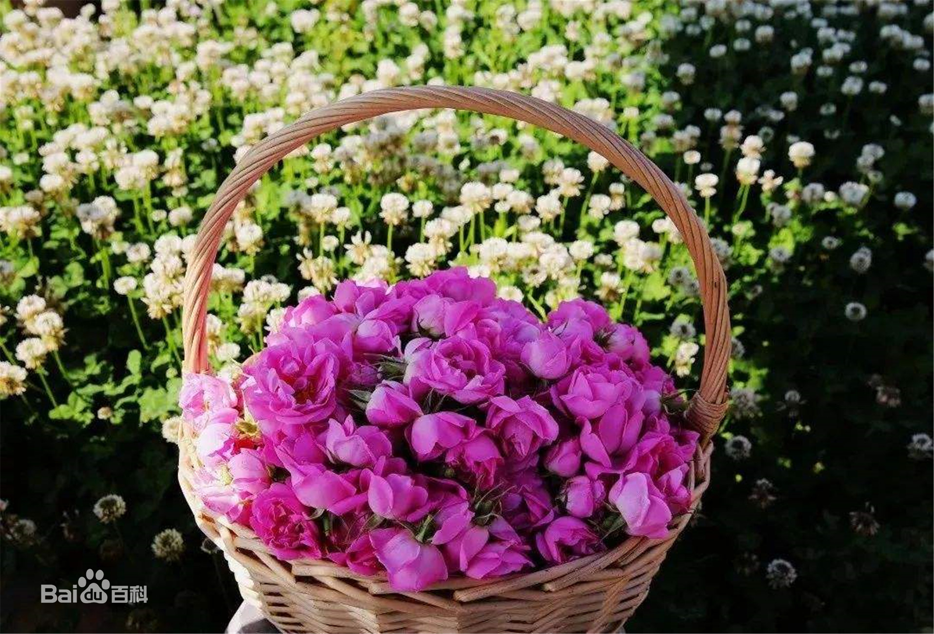 玫瑰皇后葡萄苗,玫瑰皇后苹果苗